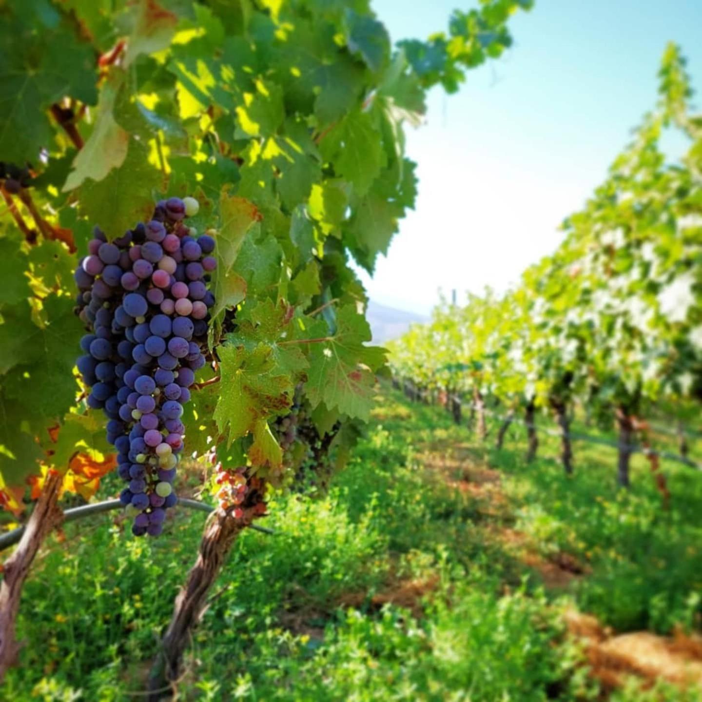 Vina Lof - Maipo Valley Bed & Breakfast In Winery Paine Екстер'єр фото